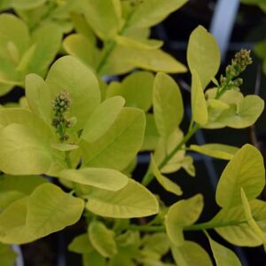 Cotinus coggygria Golden Spirit ('Ancot'PBR) 30-40 cm